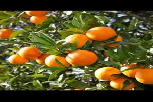 Tangerine (kinnow) from Pakistan